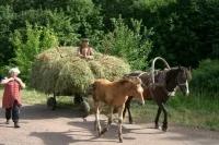 Сельские агломерации помогут повысить качество жизни в регионах