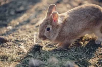 Дачникам могут быть опасны зайчики и котики