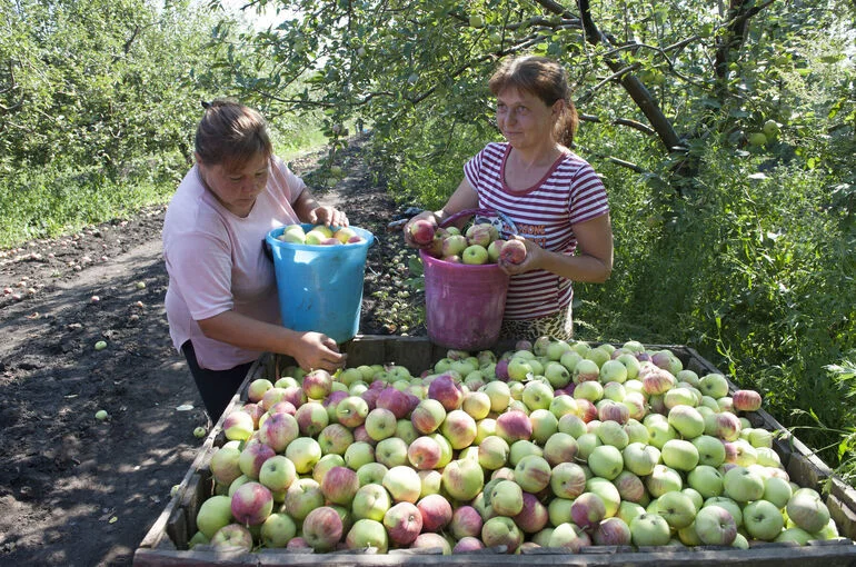 В России предложили создать единый реестр агроагрегаторов