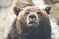 На Алтае выдали дополнительные лицензии на отстрел медведей после гибели туристки