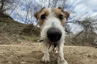 В России запустят сервис для поиска питомцев из приютов