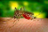 В Астраханской области выявили два случая лихорадки Западного Нила
