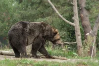 Режим повышенной готовности ввели в Кемеровской области из-за медведей