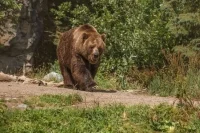 Российские регионы в октябре может ждать всплеск медвежьей агрессии