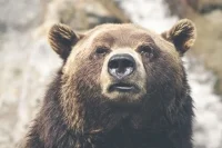 Минприроды объяснило рост численности медведей доступностью пищевых отходов