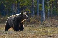 Эксперт объяснил, почему медведи в России все чаще выходят к людям