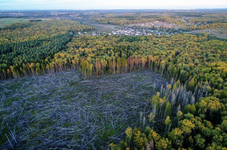 Снимок из космоса станет поводом для внеплановой лесной проверки