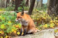 Заморозки до -4 °C ожидаются в Подмосковье в предстоящие выходные