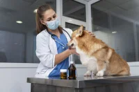 Клинические исследования новых ветеринарных препаратов хотят обязать проводить в РФ