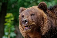 Медвежий угол: почему Россия оказалась на пороге конфликта с хищниками