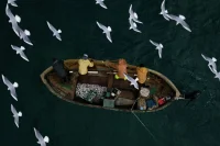 Черноморских креветок предлагают ловить сачками