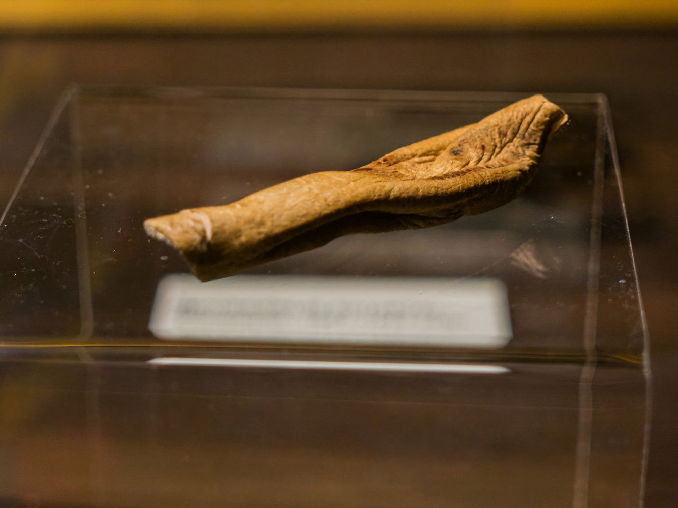 Обрезок сыромятного ремня. Источник – Полина Мякишева 